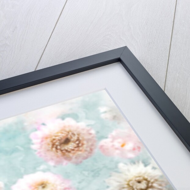 Dahlia Flowers by Assaf Frank